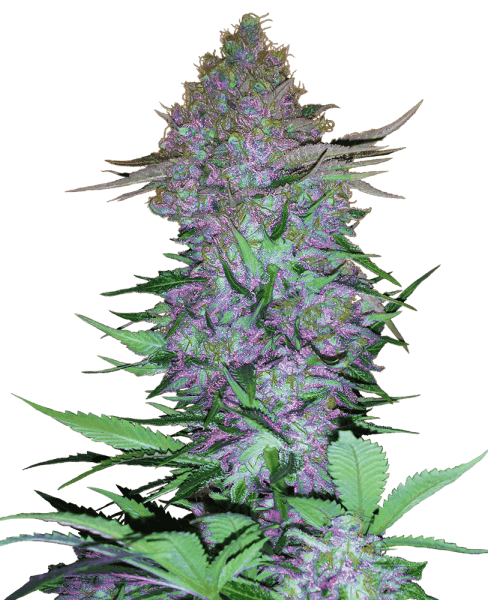 SS Purple Skunk Automatic (10 Stk.)