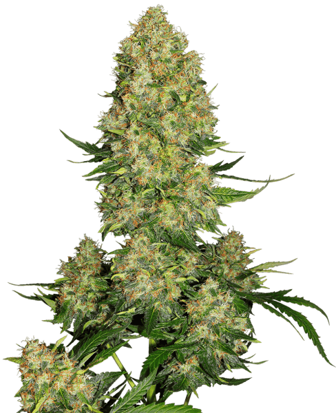 SS Skunk #1 Automatic (3 Stk.)