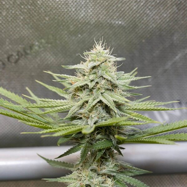 Smash Seeds Auto Bubblegum (3 Stk.)